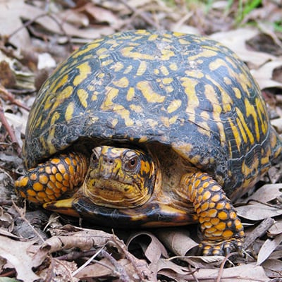 Wild Encounter - Turtles - Lake Erie Nature & Science Center