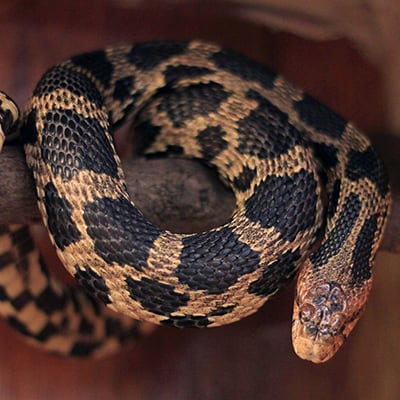 Wild Encounter - Snakes - Lake Erie Nature & Science Center