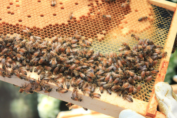 How do honey bees survive winter?