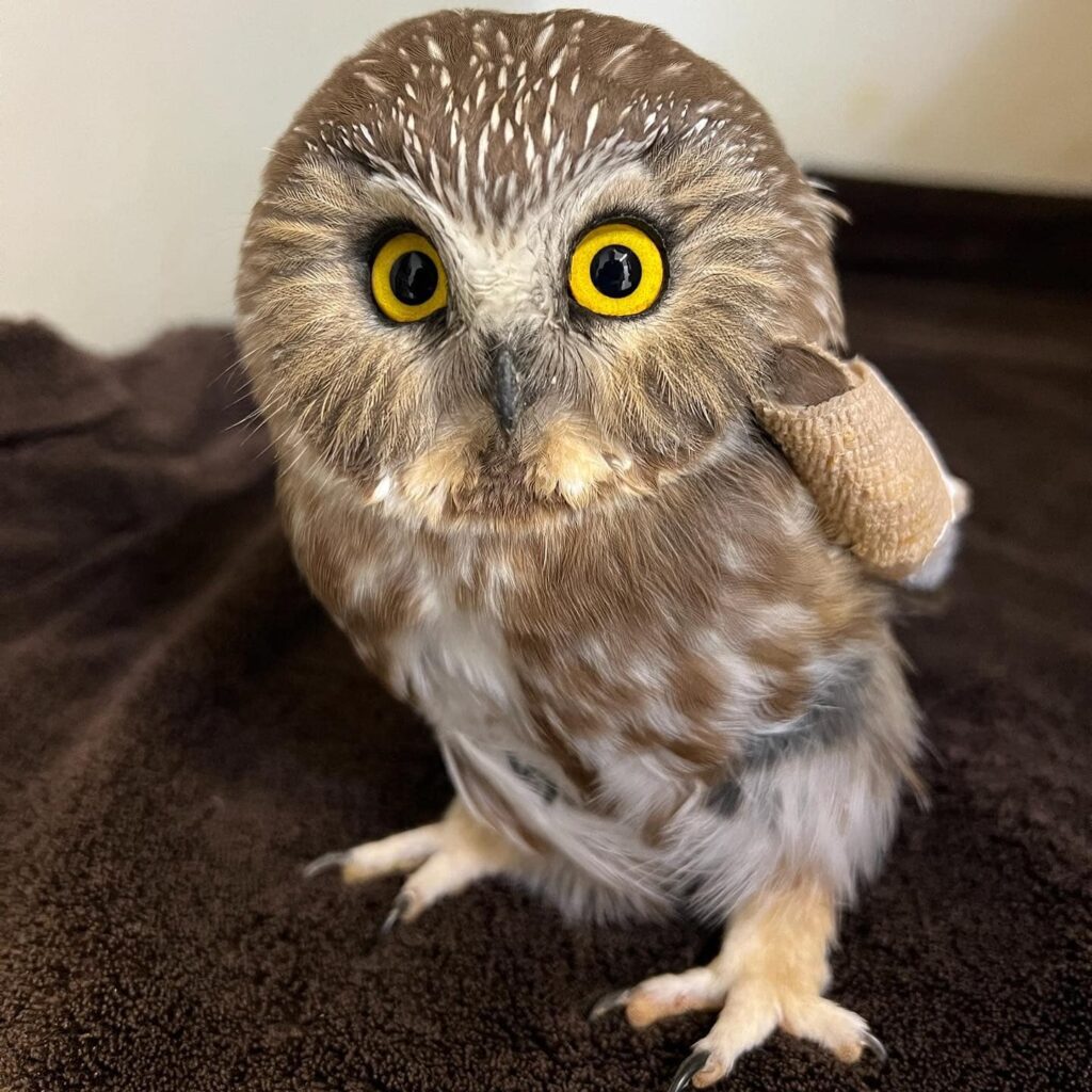 Saw whet owl with wing wrap