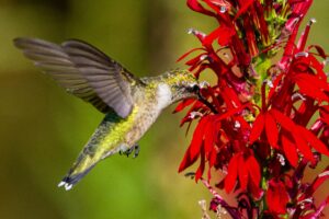 Ruby throated Hummingbird female stock joshua j cotten