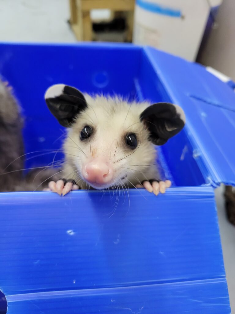 Young Opossum in Wildlife Rehabilitation