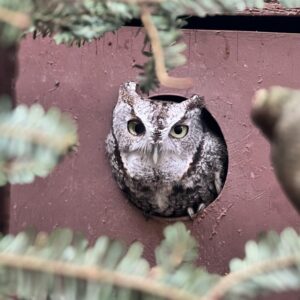 Eastern Screech Owl Iris